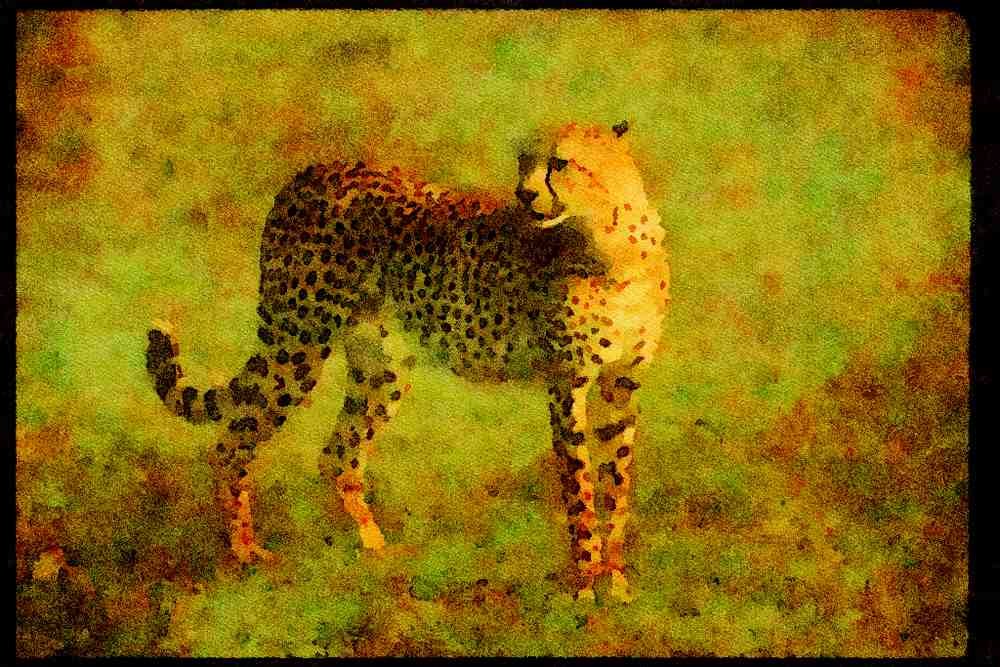 Big Cat 134016 Cheetah Standing On An Open Savanna A4 Limited Edition Watercolour Print