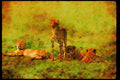 Big Cat 134017 Cheetahs Relaxing On An Open Savanna A4 Limited Edition Watercolour Print