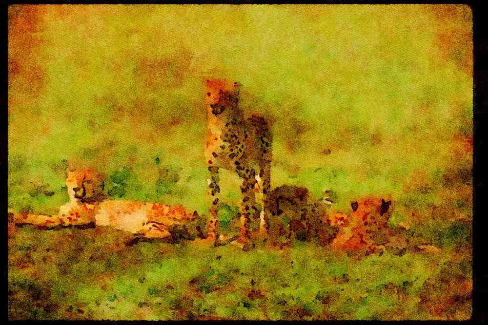 Big Cat 134017 Cheetahs Relaxing On An Open Savanna A4 Limited Edition Watercolour Print