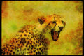 Big Cat 134018 Cheetah Head Shot A4 Limited Edition Watercolour Print