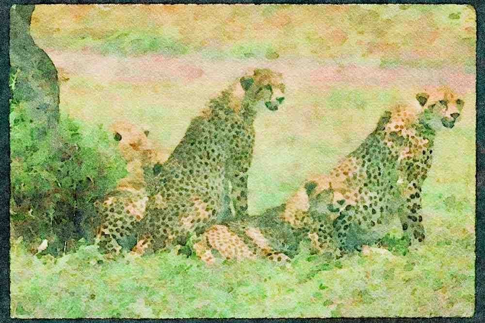 Big Cat 134020 Cheetahs Relaxing On The Savanna A4 Limited Edition Watercolour Print