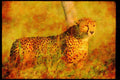 Big Cat 134021 Cheetah A4 Limited Edition Watercolour Print