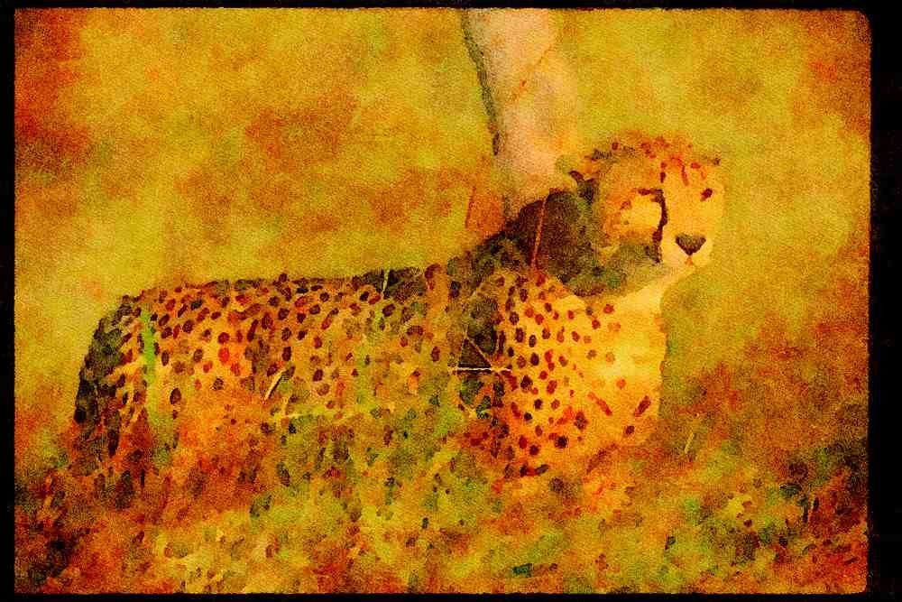 Big Cat 134021 Cheetah A4 Limited Edition Watercolour Print