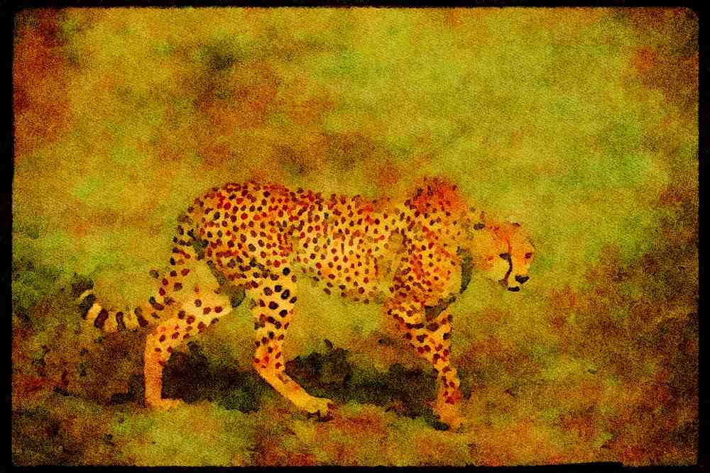 Big Cat 134025 Cheetah Ready To Hunt A4 Limited Edition Watercolour Print