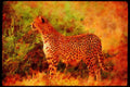 Big Cat 134026 Cheetah A4 Limited Edition Watercolour Print