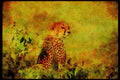Big Cat 134027 Cheetah Sitting A4 Limited Edition Watercolour Print