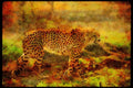 Big Cat 134028 Cheetah Backlit A4 Limited Edition Watercolour Print