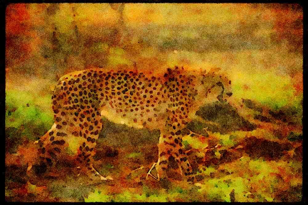 Big Cat 134028 Cheetah Backlit A4 Limited Edition Watercolour Print
