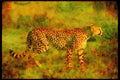 Big Cat 134029 Cheetah Moving Across African Savanna A4 Limited Edition Watercolour Print
