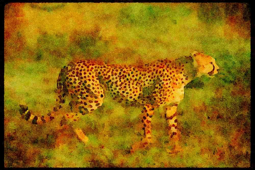 Big Cat 134029 Cheetah Moving Across African Savanna A4 Limited Edition Watercolour Print