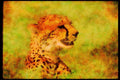 Big Cat 134031 Cheetah Head Shot A4 Limited Edition Watercolour Print