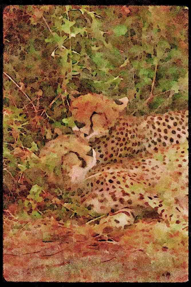 Big Cat 134032 Cheetahs Grooming A4 Limited Edition Watercolour Print