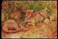Big Cat 134033 Cheetah Mated Pair A4 Limited Edition Watercolour Print