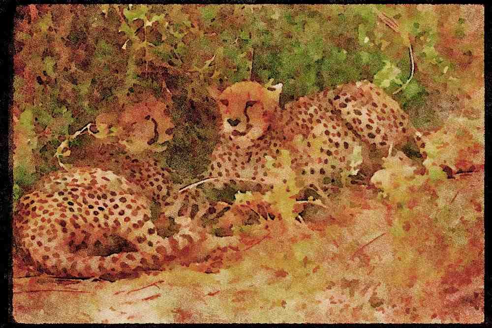 Big Cat 134033 Cheetah Mated Pair A4 Limited Edition Watercolour Print