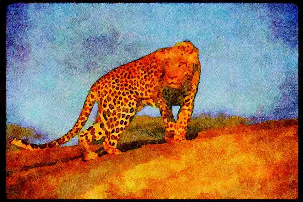 Big Cat 134034 Leopard Skylined On A Rock A4 Limited Edition Watercolour Print