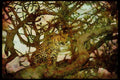 Big Cat 134035 Leopard In A Tree At Dusk A4 Limited Edition Watercolour Print