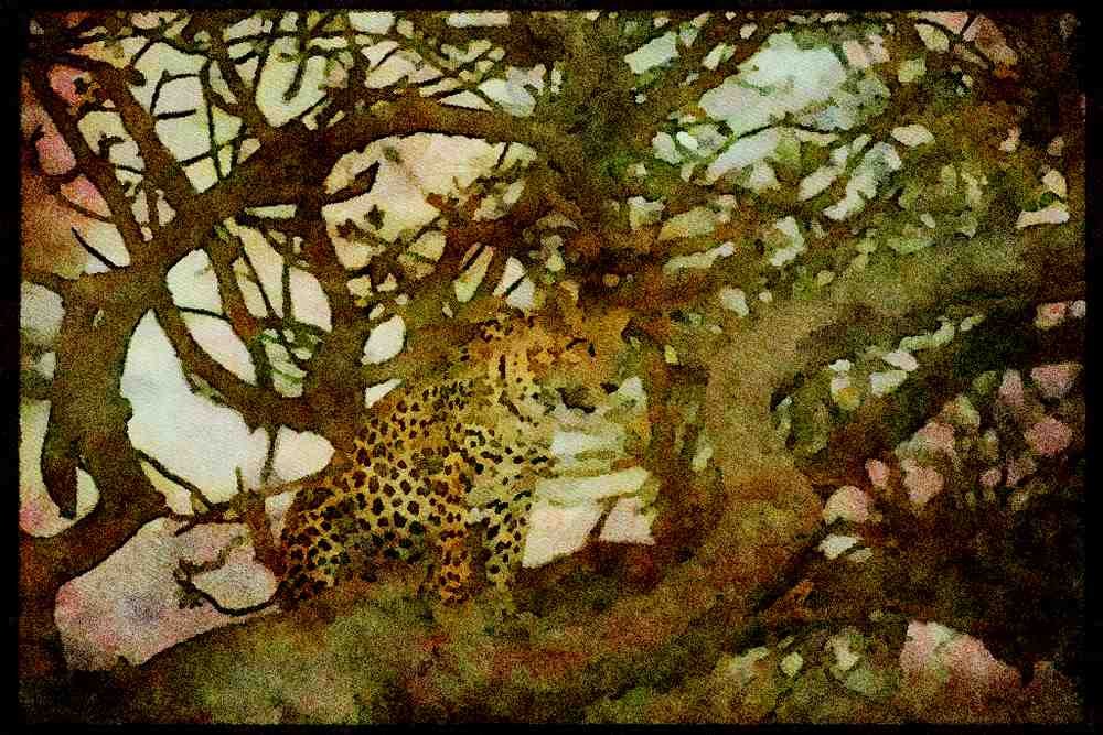 Big Cat 134035 Leopard In A Tree At Dusk A4 Limited Edition Watercolour Print