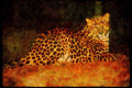 Big Cat 134036 Leopard Lying Down At Night A4 Limited Edition Watercolour Print