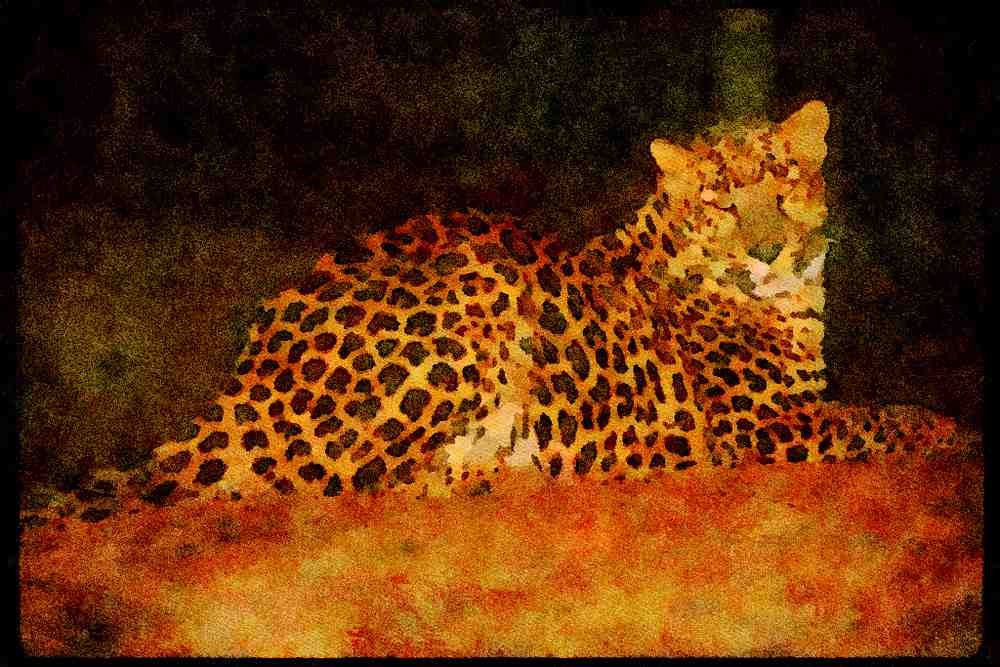 Big Cat 134036 Leopard Lying Down At Night A4 Limited Edition Watercolour Print