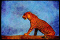 Big Cat 134037 Leopard Sitting On A Rock A4 Limited Edition Watercolour Print