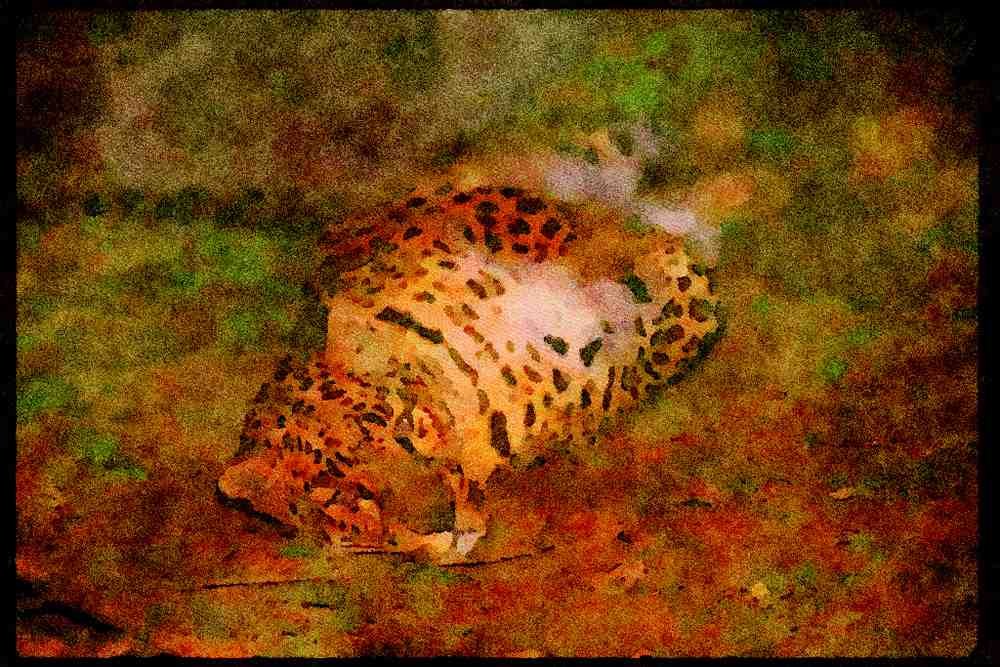 Big Cat 134038 Leopard Rolling At Night A4 Limited Edition Watercolour Print
