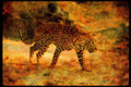 Big Cat 134040 Leopard Stalking Across A Sandy Donga A4 Limited Edition Watercolour Print