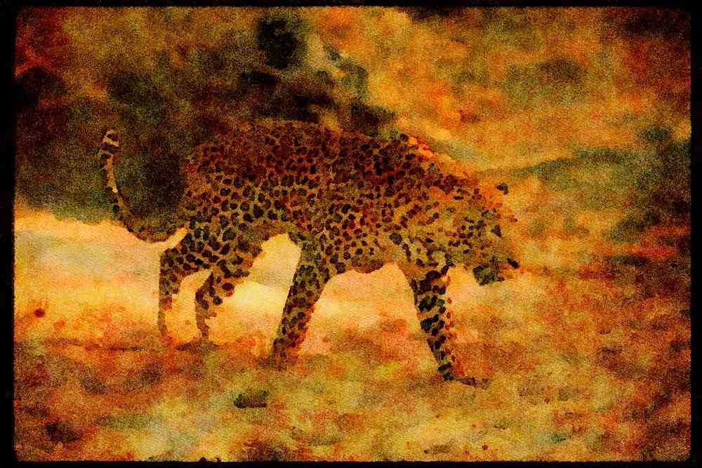 Big Cat 134040 Leopard Stalking Across A Sandy Donga A4 Limited Edition Watercolour Print