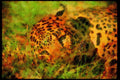 Big Cat 134042 Leopard Lying Down A4 Limited Edition Watercolour Print