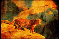 Big Cat 134044 Alert Leopard At Night A4 Limited Edition Watercolour Print