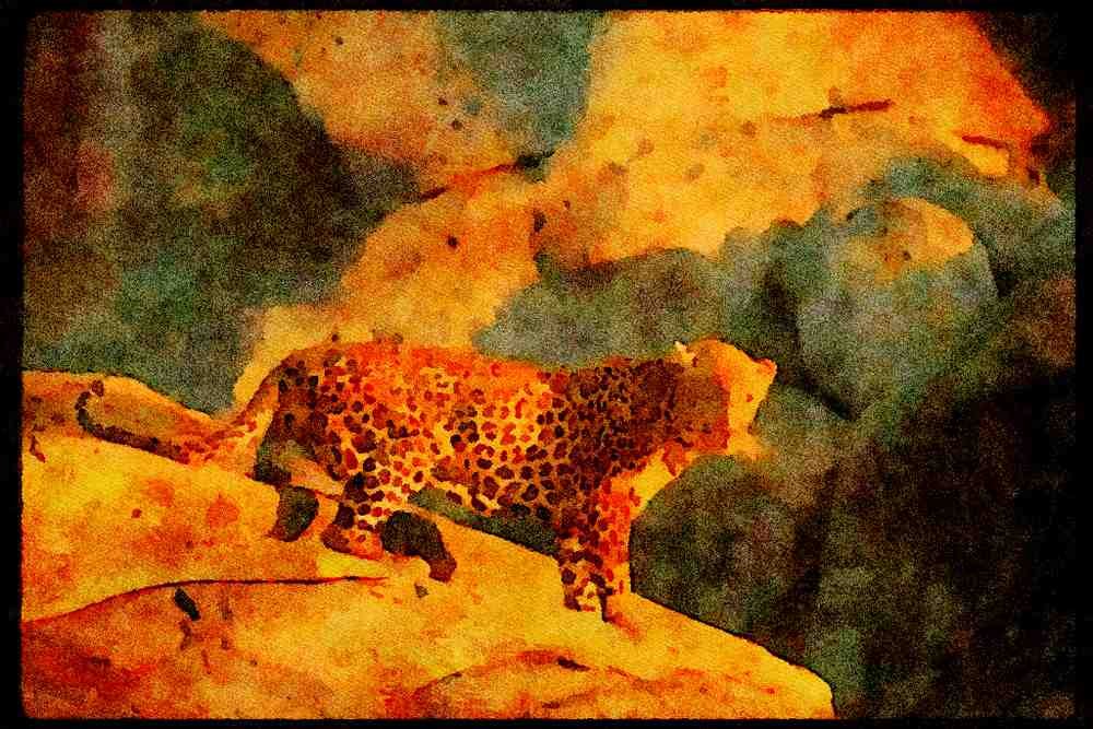 Big Cat 134044 Alert Leopard At Night A4 Limited Edition Watercolour Print