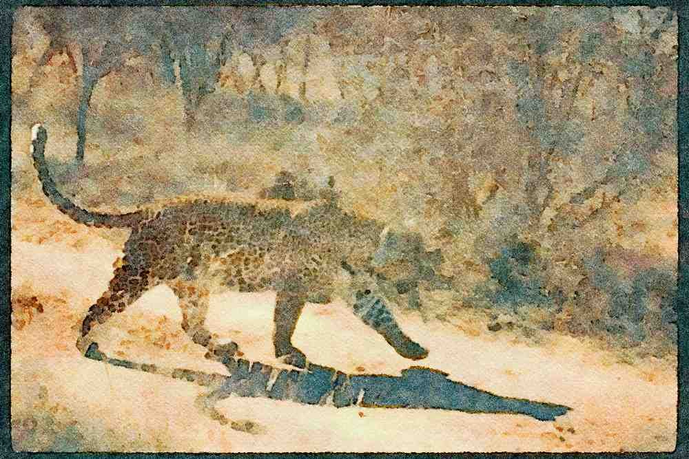 Big Cat 134045 African Leopard A4 Limited Edition Watercolour Print