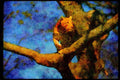 Big Cat 134046 Leopard Stalking In A Tree A4 Limited Edition Watercolour Print