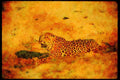Big Cat 134047 Leopard Lying Down A4 Limited Edition Watercolour Print