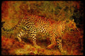 Big Cat 134048 Leopard A4 Limited Edition Watercolour Print