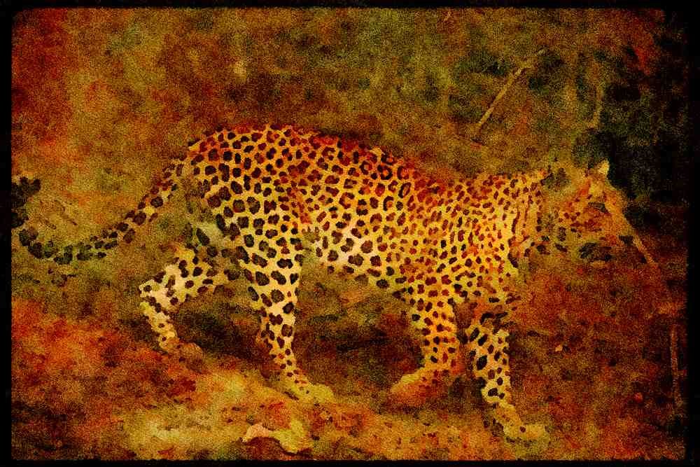 Big Cat 134048 Leopard A4 Limited Edition Watercolour Print