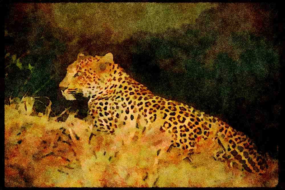 Big Cat 134050 Leopard At Night A4 Limited Edition Watercolour Print
