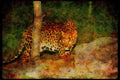 Big Cat 134051 Leopard At Night A4 Limited Edition Watercolour Print