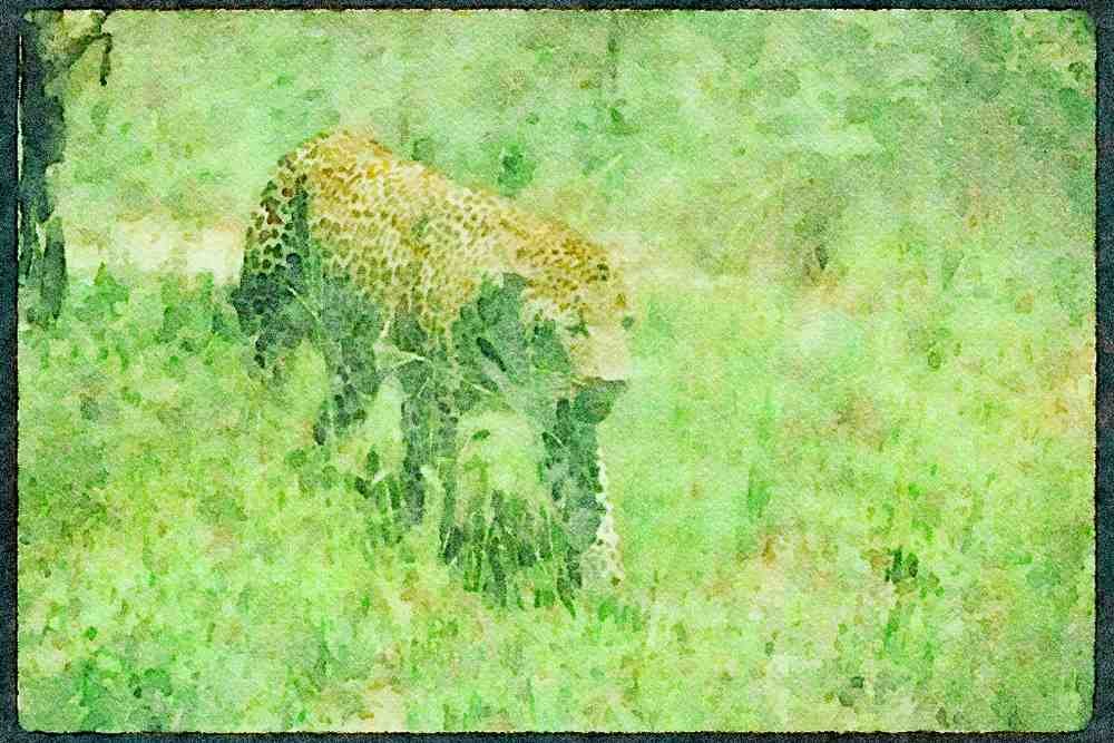 Big Cat 134053 Leopard A4 Limited Edition Watercolour Print