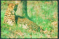 Big Cat 134054 Leopard Lying Down A4 Limited Edition Watercolour Print
