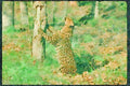 Big Cat 134055 Leopard Scratching A Tree A4 Limited Edition Watercolour Print