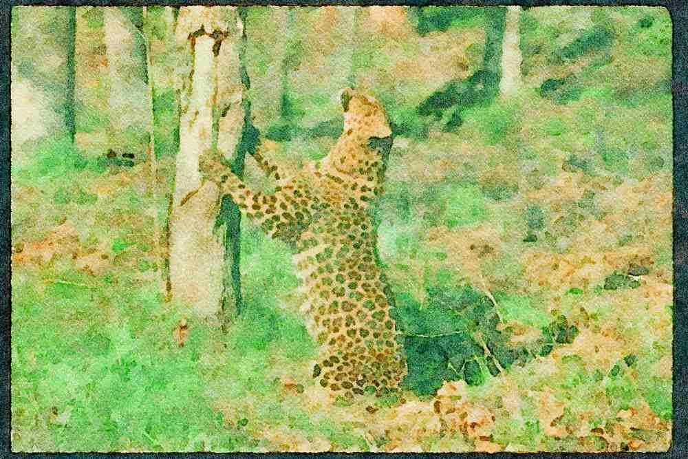Big Cat 134055 Leopard Scratching A Tree A4 Limited Edition Watercolour Print