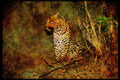 Big Cat 134056 Leopard At Night A4 Limited Edition Watercolour Print