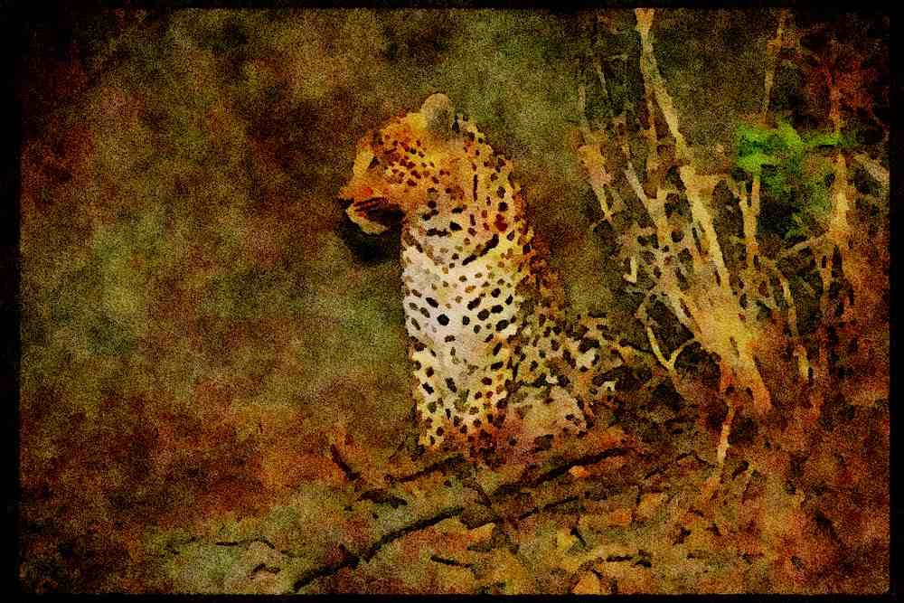 Big Cat 134056 Leopard At Night A4 Limited Edition Watercolour Print