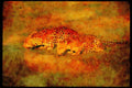 Big Cat 134057 Leopard Pair Drinking A4 Limited Edition Watercolour Print