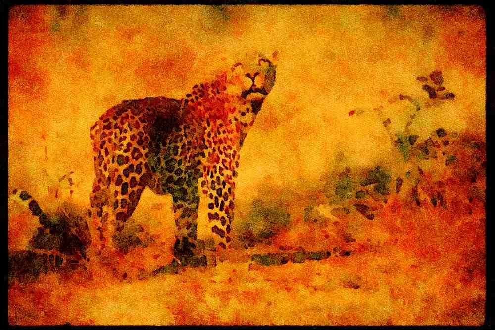 Big Cat 134058 Leopard Looking Up A4 Limited Edition Watercolour Print