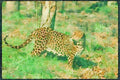 Big Cat 134059 Leopard A4 Limited Edition Watercolour Print