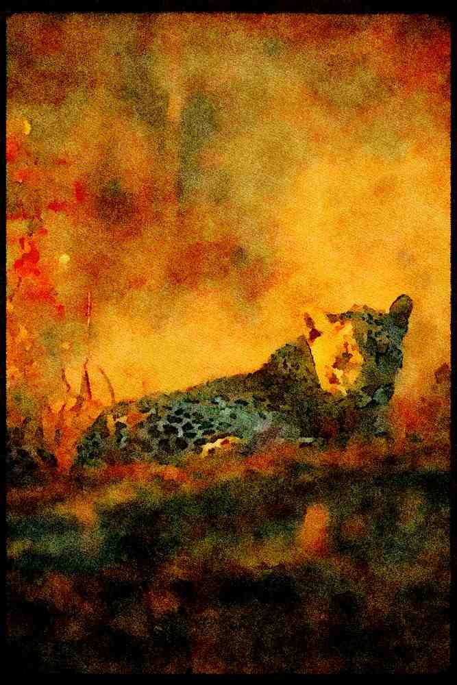 Big Cat 134060 Leopard A4 Limited Edition Watercolour Print