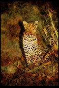 Big Cat 134063 Leopard At Night A4 Limited Edition Watercolour Print