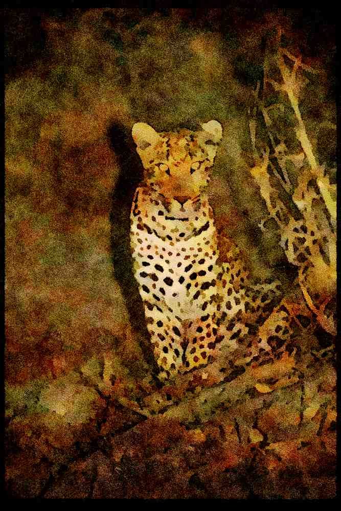 Big Cat 134063 Leopard At Night A4 Limited Edition Watercolour Print