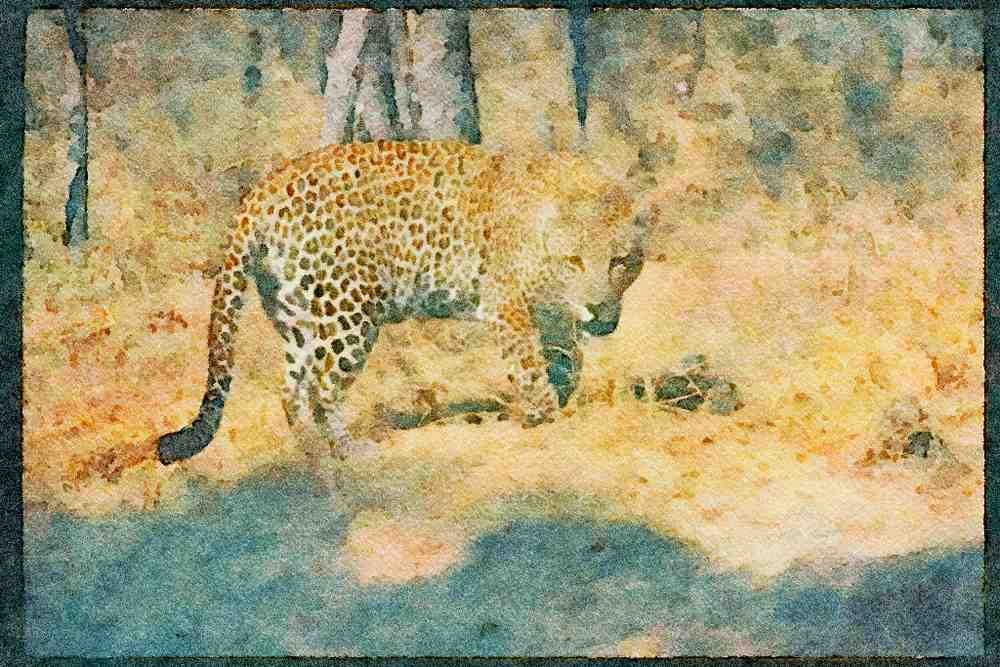 Big Cat 134064 African Leopard A4 Limited Edition Watercolour Print